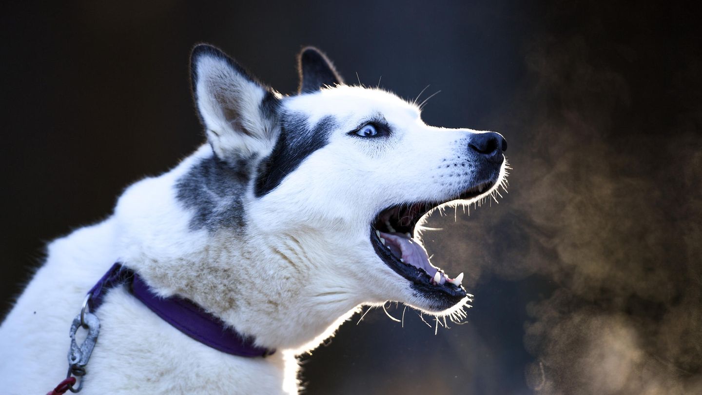 Utah - Husky - Huskys - Hand abgebissen