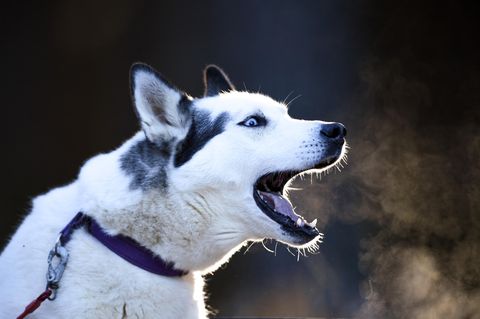 Utah - Husky - Huskys - Hand abgebissen