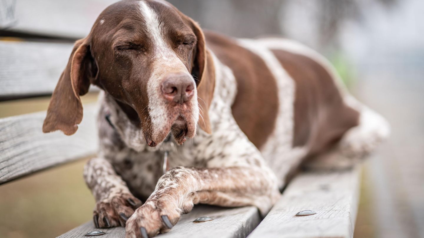 Hund - Drogen - THC - Joint