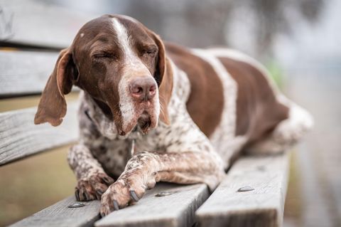 Hund - Drogen - THC - Joint
