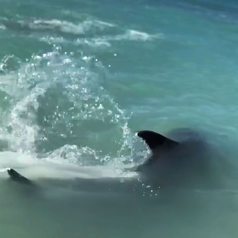 Delfinbegegnung in Florida