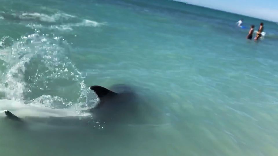Delfinbegegnung in Florida