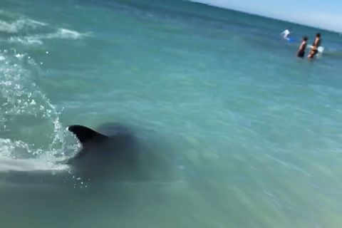 Delfinbegegnung in Florida