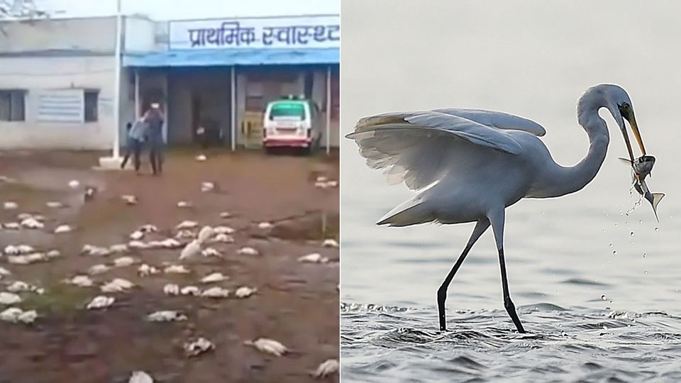 Hagel erschlägt mehr als 1000 Vögel in Nordindien - darunter auch 590 Reiher