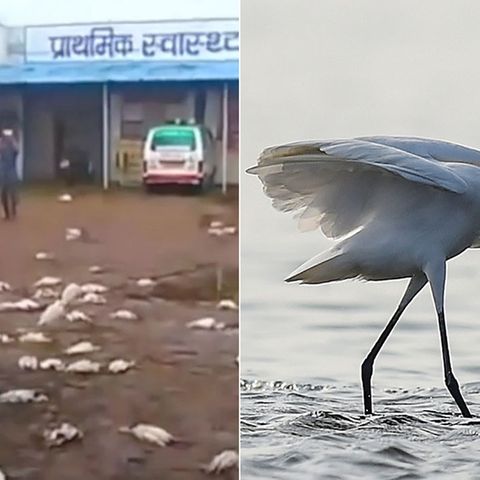Hagel erschlägt mehr als 1000 Vögel in Nordindien - darunter auch 590 Reiher