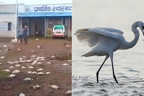 Hagel erschlägt mehr als 1000 Vögel in Nordindien - darunter auch 590 Reiher