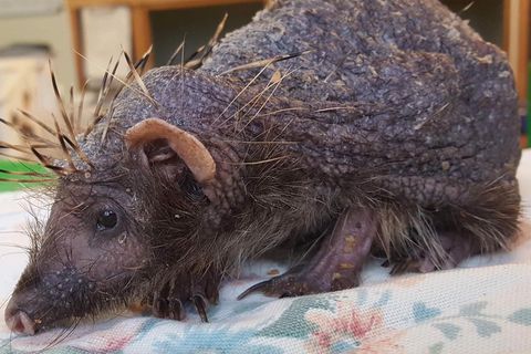 Igel "Bear" hat seine Stacheln verloren.