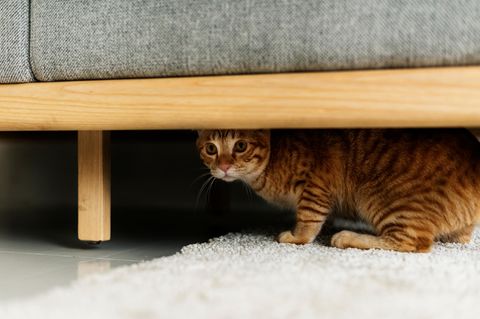 Katze versteckt sich unter einem Sofa