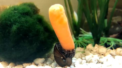 Schnecke vs. Möhre: Eine Frau kommt nach Hause und findet das in ihrem Aquarium