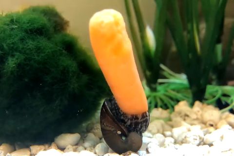 Schnecke vs. Möhre: Eine Frau kommt nach Hause und findet das in ihrem Aquarium