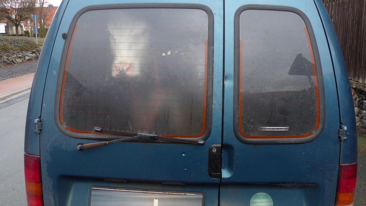 Ein Rind schaut aus dem Heckfenster eines Kastenwagens