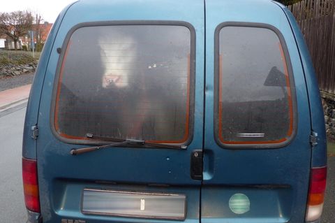 Ein Rind schaut aus dem Heckfenster eines Kastenwagens