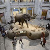 Platz 7: National Museum of Natural History in Washington D.C., USA  Mehr als 100 Jahre alt ist das Museum für Naturgeschichte an der National Mall in der Hauptstadt. Nur ein Bruchteil der 500 Millionen Exemplare umfassenden Sammlung von Pflanzen, Tieren, Fossilien, Mineralien, Steinen und Meteoriten ist dort ausgestellt. Das Haus wird von sechs Millionen Menschen jedes Jahr besucht.  Infos: https://naturalhistory.si.edu