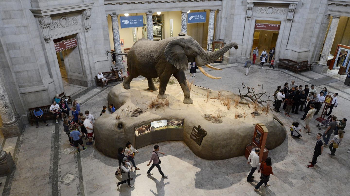 Top Ten: Platz 7: National Museum of Natural History in Washington D.C., USA Mehr als 100 Jahre alt ist das Museum für Naturgeschichte an der National Mall in der Hauptstadt. Nur ein Bruchteil der 500 Millionen Exemplare umfassenden Sammlung von Pflanzen, Tieren, Fossilien, Mineralien, Steinen und Meteoriten ist dort ausgestellt. Das Haus wird von sechs Millionen Menschen jedes Jahr besucht. Infos: https://naturalhistory.si.edu Platz 7: National Museum of Natural History in Washington D.C., USA Mehr als 100 Jahre alt ist das Museum für Naturgeschichte an der National Mall in der Hauptstadt. Nur ein Bruchteil der 500 Millionen Exemplare umfassenden Sammlung von Pflanzen, Tieren, Fossilien, Mineralien, Steinen und Meteoriten ist dort ausgestellt. Das Haus wird von sechs Millionen Menschen jedes Jahr besucht. Infos: https://naturalhistory.si.edu