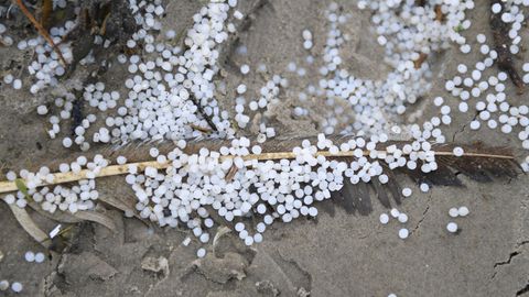 Eine Feder am Strand von Schiermonnikoog ist bedeckt von Kunstoffgranulat,