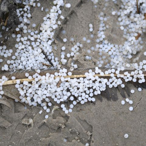 Eine Feder am Strand von Schiermonnikoog ist bedeckt von Kunstoffgranulat,