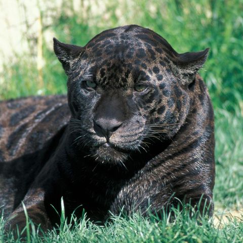 Jaguar in Zoo