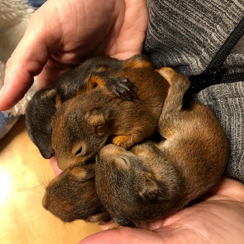 Vier Eichhörnchen-Babys vor dem sicheren Tod gerettet
