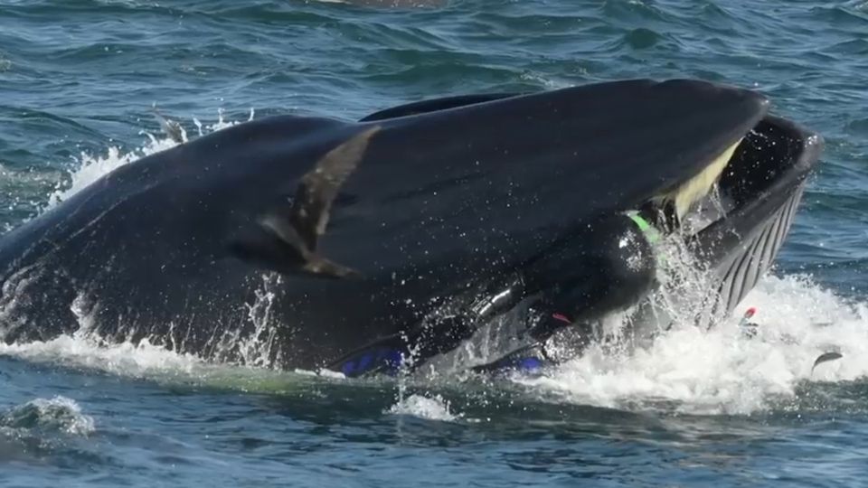 Deutscher Taucher wird fast von Wal verschluckt