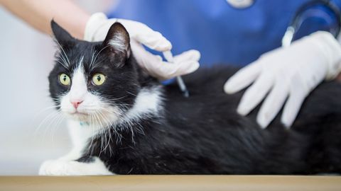 Katze erhält eine Spritze beim Tierarzt
