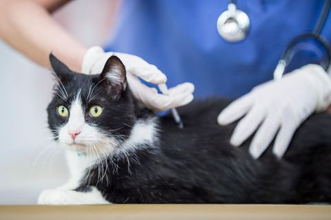 Katze erhält eine Spritze beim Tierarzt