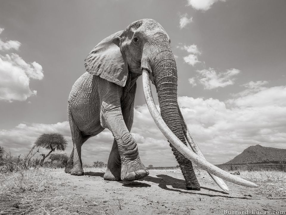 Elefante hembra con colmillos tan largos como ella