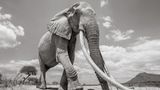 Eine Elefantenkuh mit Stoßzähnen fast so lang wie sie selbst