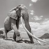 Eine Elefantenkuh mit Stoßzähnen fast so lang wie sie selbst