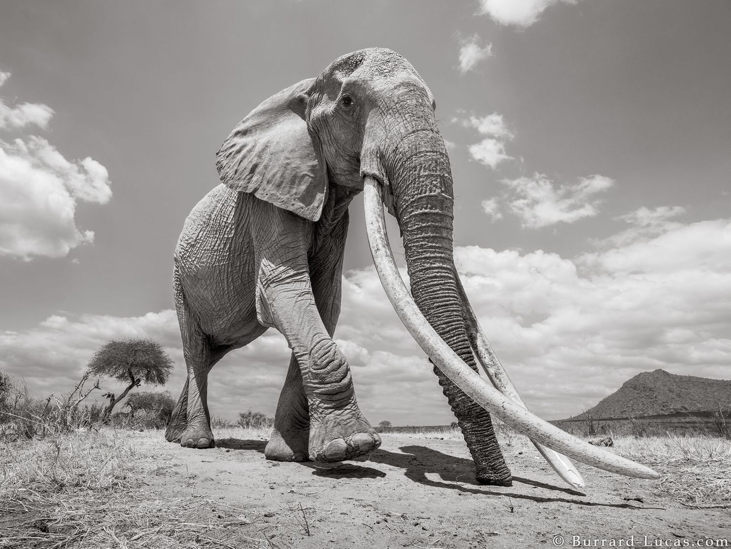 Tsavo Eine Elefantenkuh mit Stoßzähnen fast so lang wie sie selbst