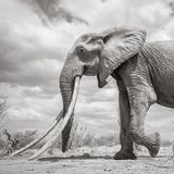 Auf dem Rücken der Elefantendame sind Knochen zu sehen