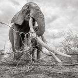 Die Elefantenkuh frisst