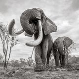 Die Elefantenkuh und ein jüngeres Tier