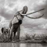 Die Elefantenkuh trinkt