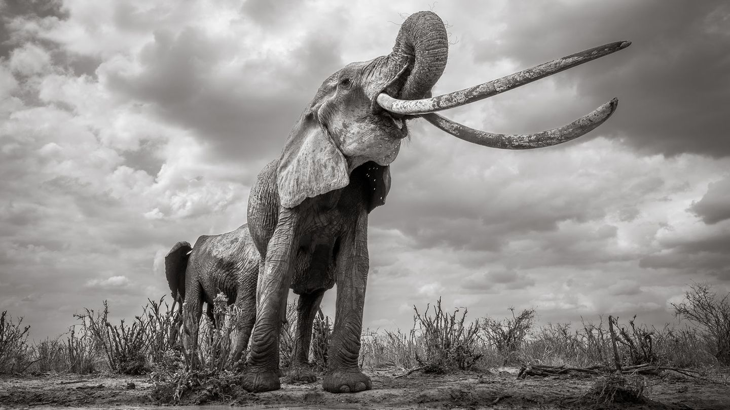 Die Elefantenkuh trinkt
