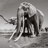 Die Elefantenkuh mit ihrer Herde