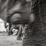 Großaufnahme eines erhobenen Elefantenbeins