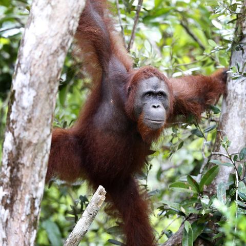Orang-Utan in Indonesien mit 74 Schüssen durchlöchert