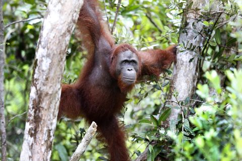 Orang-Utan in Indonesien mit 74 Schüssen durchlöchert