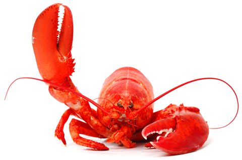 Darum wird der Hummer rot beim Kochen  Lebende Hummer haben eine blauschwarze Farbe, nur gekocht auf dem Teller sind sie knallrot. Wie kommt das? Wir sehen Farben, weil jeder Stoff die Lichtwellen unterschiedlich absorbiert beziehungsweise reflektiert. Tomaten etwa erscheinen uns rot, weil sie den blauen und grünen Anteil des Lichts schlucken, den roten Anteil jedoch zurückwerfen. Der Hummer trägt das Farbpigment Astaxanthin bereits in sich, es ist das gleiche Pigment, das Tomaten, Orangen oder Karotten rot färbt. Es jedoch in das Eiweiß Crustacyanin eingebunden. Derart eingepackt, kann es den roten Anteil des Lichts nicht reflektieren. Vielmehr wird Rot geschluckt, Blau und Grün werden reflektiert: Der Hummer erscheint uns schwarzblau. Das tarnt ihn auch auf dem Meeresboden schließlich besser. Unter der Hitze beim Kochen oder Grillen werden die Eiweißstrukturen jedoch aufgebrochen. Dadurch löst sich Verbindung zum Farbpigment und das nun freie Astaxanthin absorbiert den grünen sowie blauen Anteil des Lichts und reflektiert den roten. Ergebnis: Der Hummer erscheint uns rot. Sieht auch leckerer aus.