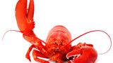Darum wird der Hummer rot beim Kochen  Lebende Hummer haben eine blauschwarze Farbe, nur gekocht auf dem Teller sind sie knallrot. Wie kommt das? Wir sehen Farben, weil jeder Stoff die Lichtwellen unterschiedlich absorbiert beziehungsweise reflektiert. Tomaten etwa erscheinen uns rot, weil sie den blauen und grünen Anteil des Lichts schlucken, den roten Anteil jedoch zurückwerfen. Der Hummer trägt das Farbpigment Astaxanthin bereits in sich, es ist das gleiche Pigment, das Tomaten, Orangen oder Karotten rot färbt. Es jedoch in das Eiweiß Crustacyanin eingebunden. Derart eingepackt, kann es den roten Anteil des Lichts nicht reflektieren. Vielmehr wird Rot geschluckt, Blau und Grün werden reflektiert: Der Hummer erscheint uns schwarzblau. Das tarnt ihn auch auf dem Meeresboden schließlich besser. Unter der Hitze beim Kochen oder Grillen werden die Eiweißstrukturen jedoch aufgebrochen. Dadurch löst sich Verbindung zum Farbpigment und das nun freie Astaxanthin absorbiert den grünen sowie blauen Anteil des Lichts und reflektiert den roten. Ergebnis: Der Hummer erscheint uns rot. Sieht auch leckerer aus.