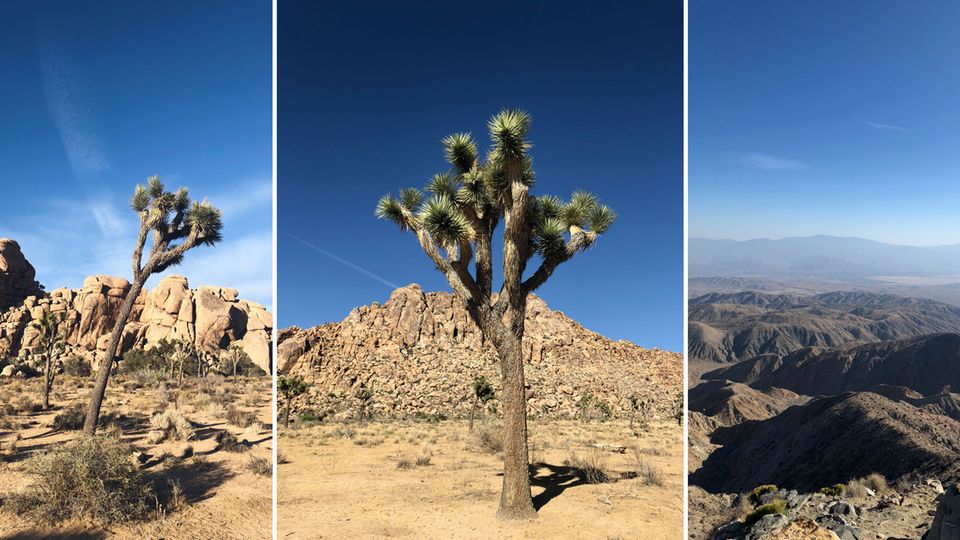 USA-Roadtrip: Die Joschuabäume prägen den Nationalpark