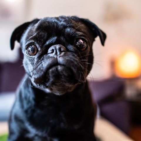 Mops Edda aus Ahlen
