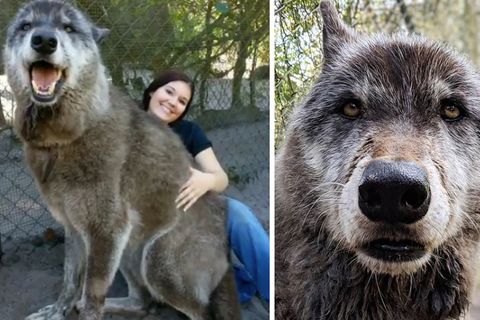 Riesiger Begleiter: Wolf oder Hund? Warum die Geschichte dieses Vierbeiners viral geht