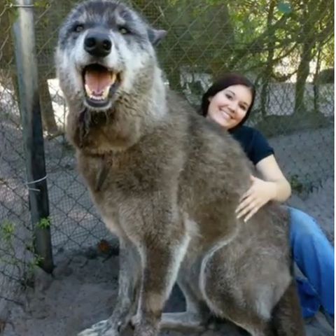 Riesiger Begleiter: Wolf oder Hund? Warum die Geschichte dieses Vierbeiners viral geht