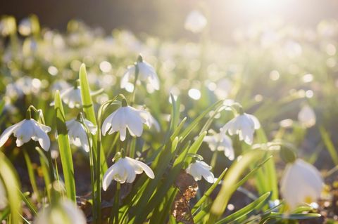 Der Frühling hält Einzug