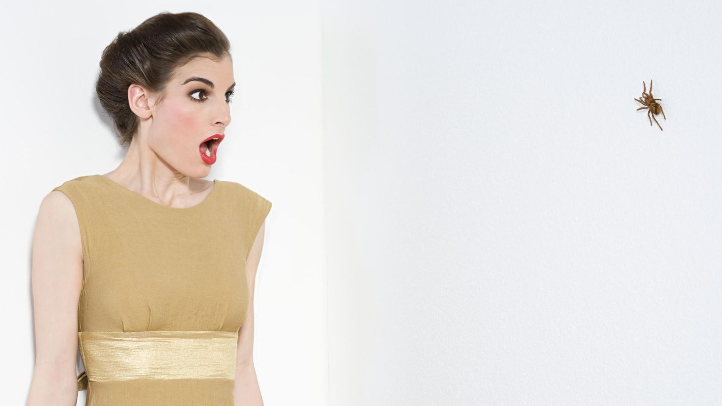 Warum haben so viele Menschen Angst vor Spinnen?  Weil die Angst vor Spinnen möglicherweise tief in unserem genetischen Code abgelegt ist. Jedenfalls deuten Tests mit Kleinkindern darauf hin. Ein deutsch-schwedisches Forscherteam zeigte einer Gruppe von sechs Monate alten Babys Bilder von Spinnen und Blumen sowie Schlangen und Fischen. Dabei wurde der Pupillenreflex der Kinder überwacht. Beim Anblick von  Spinnen oder Schlangen waren die Pupillen im Vergleich zur Reaktion auf die anderen Bilder stärker geweitet. Die Wissenschaftler deuten das als Anzeichen von körperlichem Stress, also einer Angstreaktion. Schon lange vermuten Forscher, dass sich dieses Unbehagen im Lauf der Evolution im Menschen festgeschrieben hat. Immerhin blicken unsere Vorfahren und die Achtbeiner auf gut 40 Millionen gemeinsame Jahre zurück. Damals wie heute gibt es Spinnenarten, deren Biss lebensgefährlich werden kann. Vorsicht war als immer angebracht.