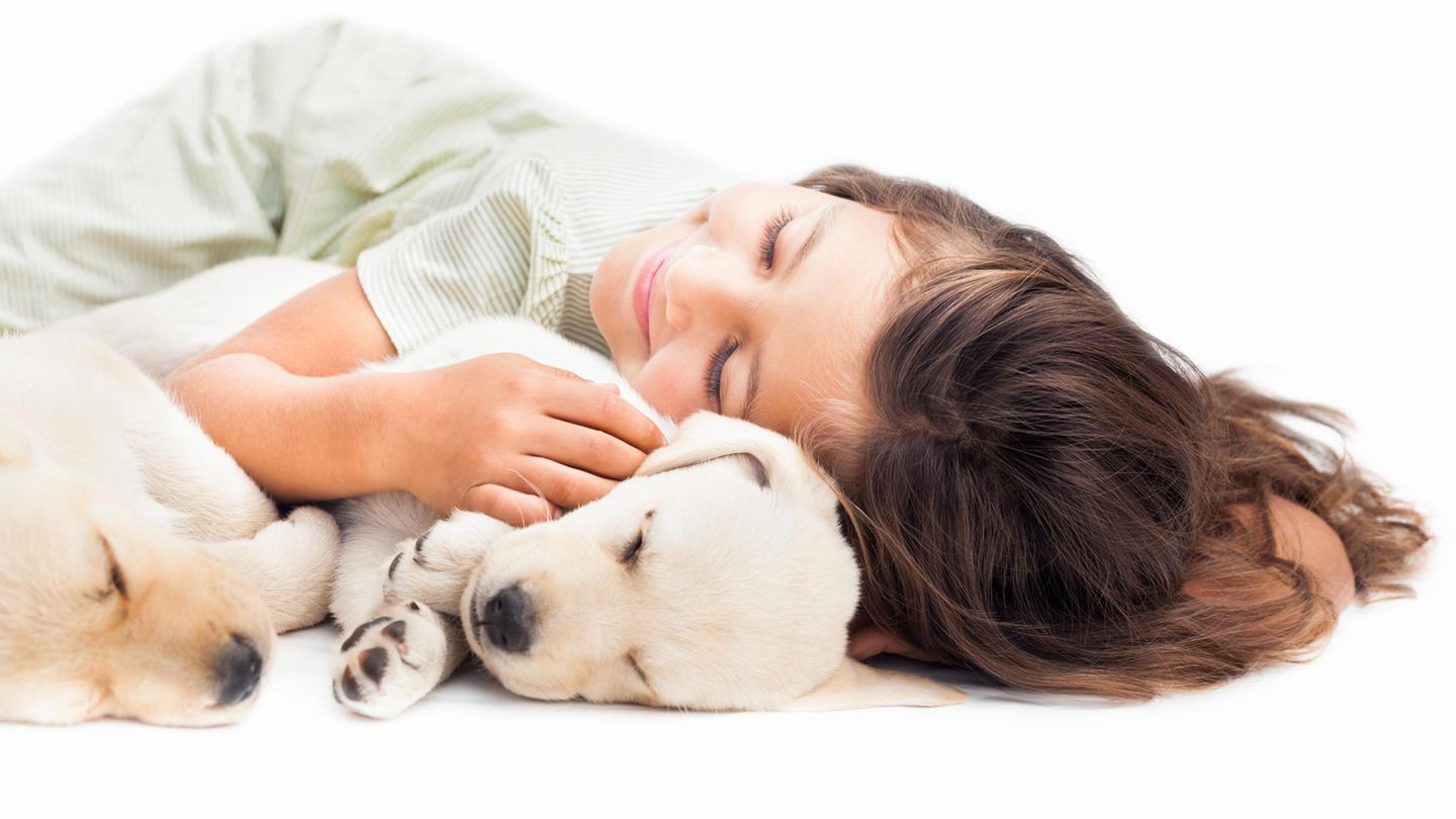 Zehn komplexe Dinge leicht erklärt: Warum müssen wir niedliche Tiere knuddeln oder gar leicht kneifen? Ob bei herzigen Kätzchen, tapsigen Hundewelpen oder menschlichen Babys: Die meisten Menschen überkommt beim ihrem Anblick ein unbändiges Knuddel-Verlagen. Einige kneifen Babys vor lauter Überwältigung in die speckige Wange oder knabbern gar an ihnen herum. Glücklicherweise verblassen die Erinnerungen an das Gezwicke im Erwachsenenalter. Große Augen und kleiner runder Kopf lösen bei uns den Beschützerinstinkt aus. Es sind Schlüsselreize tief verwurzelt in unserer DNA. Den Drang zum beherzten Zupacken nennen Wissenschaftler „Niedlichkeitsaggression“. Sie gehört zu den „dimorphen“ also widersprüchlichen Emotionen wie Weinen vor Glück oder Lachen vor Nervosität. Verhaltensforscher vermuten dahinter eine Art Schutzfunktion, einen automatischen Gefühlsdämpfer, der helfen soll, einen klaren Kopf zu bewahren und sich nicht von einer Emotion vollständig beherrschen zu lassen. Warum müssen wir niedliche Tiere knuddeln oder gar leicht kneifen? Ob bei herzigen Kätzchen, tapsigen Hundewelpen oder menschlichen Babys: Die meisten Menschen überkommt beim ihrem Anblick ein unbändiges Knuddel-Verlagen. Einige kneifen Babys vor lauter Überwältigung in die speckige Wange oder knabbern gar an ihnen herum. Glücklicherweise verblassen die Erinnerungen an das Gezwicke im Erwachsenenalter. Große Augen und kleiner runder Kopf lösen bei uns den Beschützerinstinkt aus. Es sind Schlüsselreize tief verwurzelt in unserer DNA. Den Drang zum beherzten Zupacken nennen Wissenschaftler „Niedlichkeitsaggression“. Sie gehört zu den „dimorphen“ also widersprüchlichen Emotionen wie Weinen vor Glück oder Lachen vor Nervosität. Verhaltensforscher vermuten dahinter eine Art Schutzfunktion, einen automatischen Gefühlsdämpfer, der helfen soll, einen klaren Kopf zu bewahren und sich nicht von einer Emotion vollständig beherrschen zu lassen.