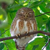 Warum fallen Vögel im Schlaf nicht vom Baum?  Während bei uns die Muskeln im Schlaf erschlaffen, funktioniert ein Vogelfuß genau anders herum. Im entspannten Zustand ziehen sich die Muskeln und Sehnen zusammen und der Vogelfuß wird zu einer starken Kralle. Entspannt werden die Muskeln, wenn der Vogel zum Beispiel auf einem Ast landet und seine Beine einknickt, sich also hinsetzt. Um die Kralle wieder zu lösen, muss der Vogel Kraft aufwenden, also mit den Flügeln Auftrieb erzeugen und so die Beine wieder entlasten. Ein zusätzliches Gleichgewichtsorgan im Beckenbereich verhindert, dass die Vögel im Schlaf nicht nach vorn kippen und kopfüber vom Ast hängen. Dieses zusätzliche Gleichgewichtsorgan übermittelt den Muskeln über das Kleinhirn auch im Schlaf laufend Signale zur "Lagekontrolle".