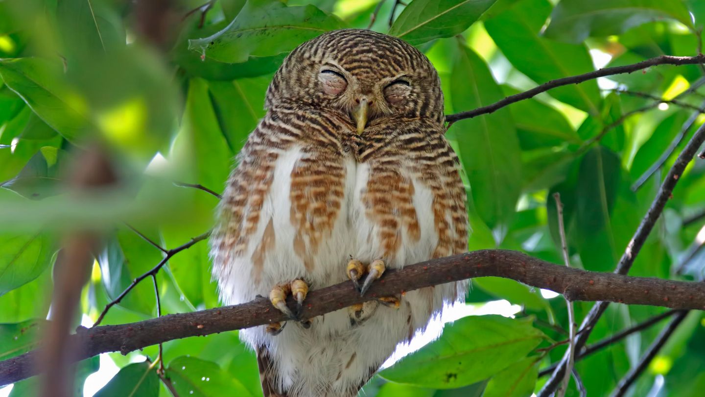 Warum fallen Vögel im Schlaf nicht vom Baum?  Während bei uns die Muskeln im Schlaf erschlaffen, funktioniert ein Vogelfuß genau anders herum. Im entspannten Zustand ziehen sich die Muskeln und Sehnen zusammen und der Vogelfuß wird zu einer starken Kralle. Entspannt werden die Muskeln, wenn der Vogel zum Beispiel auf einem Ast landet und seine Beine einknickt, sich also hinsetzt. Um die Kralle wieder zu lösen, muss der Vogel Kraft aufwenden, also mit den Flügeln Auftrieb erzeugen und so die Beine wieder entlasten. Ein zusätzliches Gleichgewichtsorgan im Beckenbereich verhindert, dass die Vögel im Schlaf nicht nach vorn kippen und kopfüber vom Ast hängen. Dieses zusätzliche Gleichgewichtsorgan übermittelt den Muskeln über das Kleinhirn auch im Schlaf laufend Signale zur "Lagekontrolle".