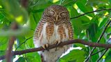 Warum fallen Vögel im Schlaf nicht vom Baum?  Während bei uns die Muskeln im Schlaf erschlaffen, funktioniert ein Vogelfuß genau anders herum. Im entspannten Zustand ziehen sich die Muskeln und Sehnen zusammen und der Vogelfuß wird zu einer starken Kralle. Entspannt werden die Muskeln, wenn der Vogel zum Beispiel auf einem Ast landet und seine Beine einknickt, sich also hinsetzt. Um die Kralle wieder zu lösen, muss der Vogel Kraft aufwenden, also mit den Flügeln Auftrieb erzeugen und so die Beine wieder entlasten. Ein zusätzliches Gleichgewichtsorgan im Beckenbereich verhindert, dass die Vögel im Schlaf nicht nach vorn kippen und kopfüber vom Ast hängen. Dieses zusätzliche Gleichgewichtsorgan übermittelt den Muskeln über das Kleinhirn auch im Schlaf laufend Signale zur "Lagekontrolle".